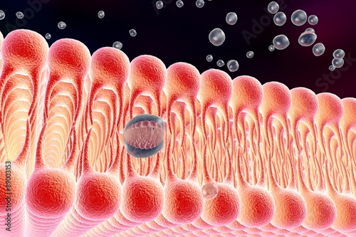 Cell Membrane Lipid Bilayer Digital Illustration Of A Diffusion Of