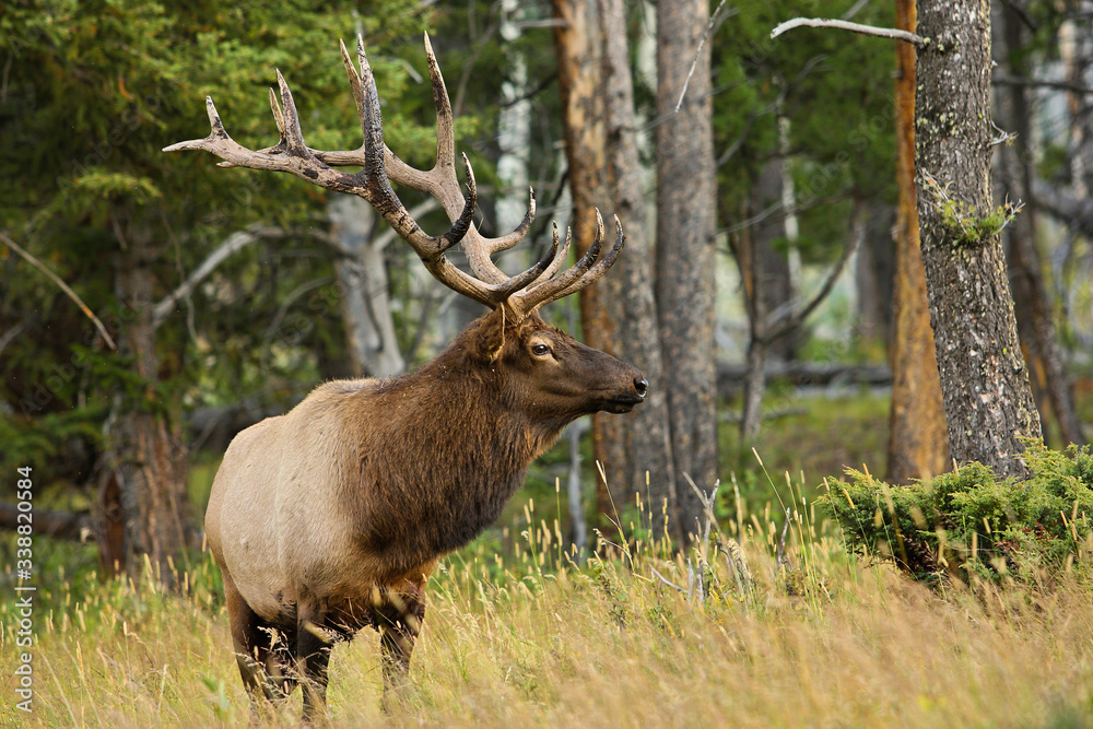 Huge Elk Wapiti In One Of National Parks Of North America Stock Photo