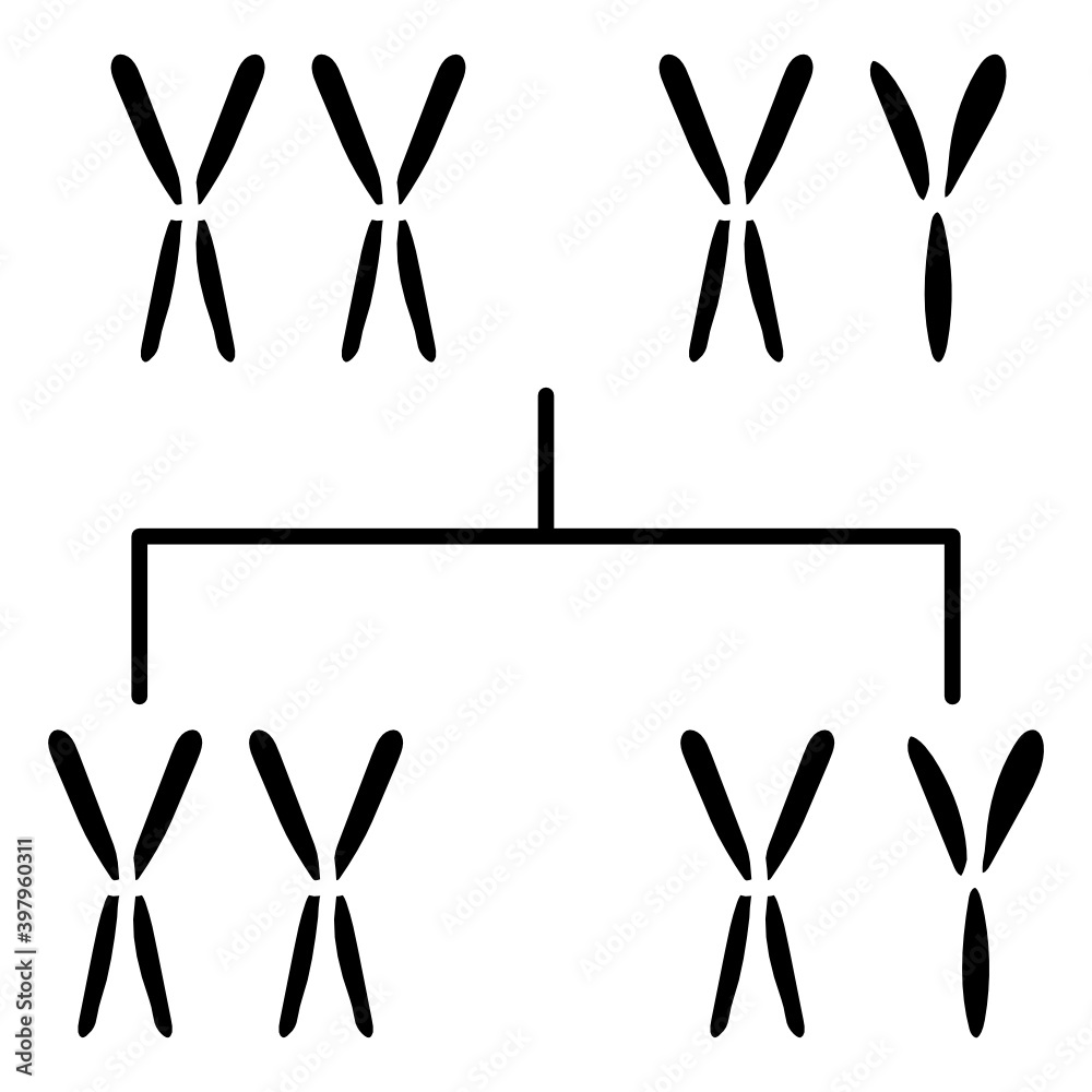 Xy Sex Determination System Vector Glyph Icon Design In Vitro Fertilization Symbol On White