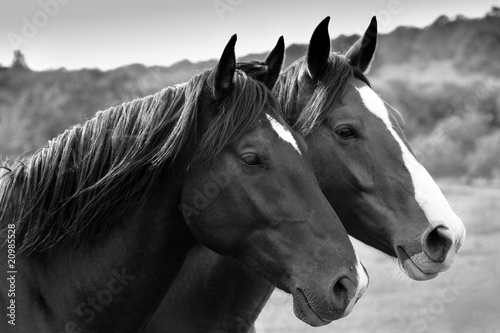 Two horses in a meadow