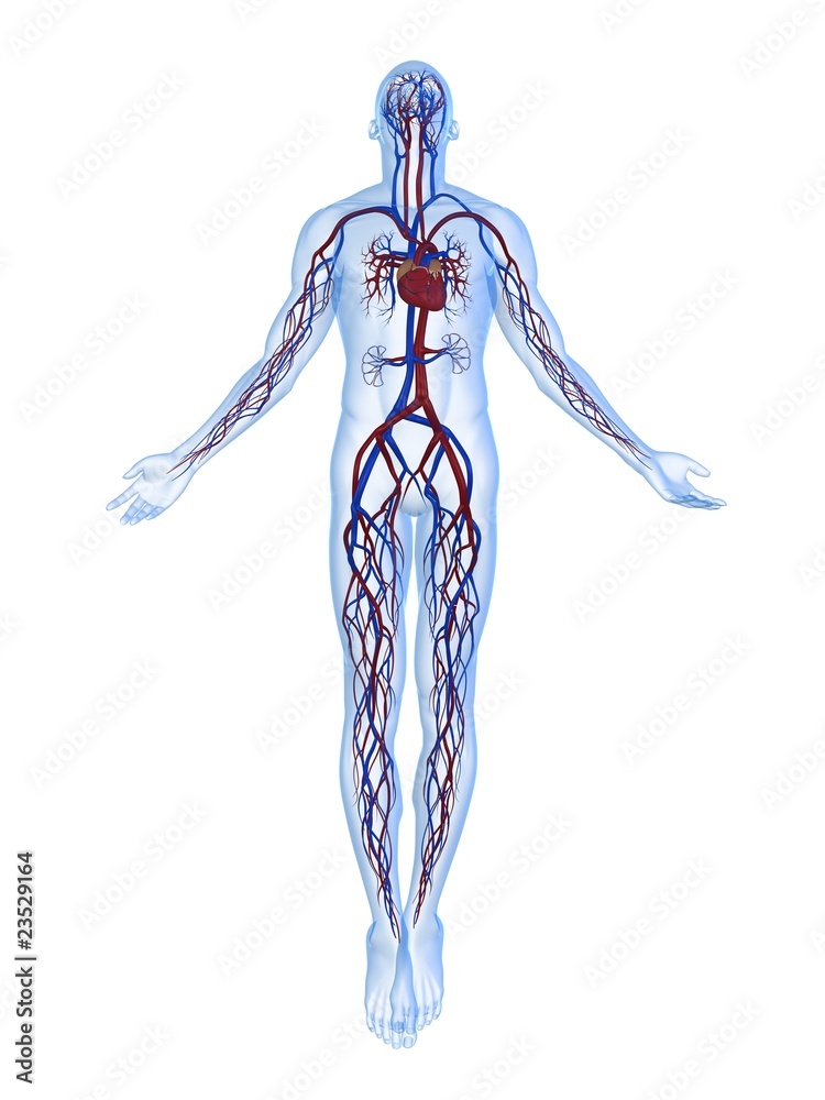 Anatomie Mit Herz Kreislaufsystem Stock Illustration Adobe Stock