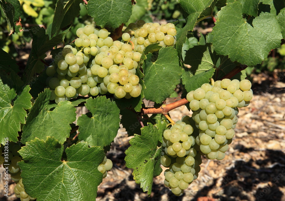 Grappes De Raisin Blanc Stock Photo Adobe Stock