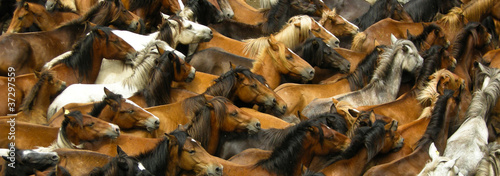 horses