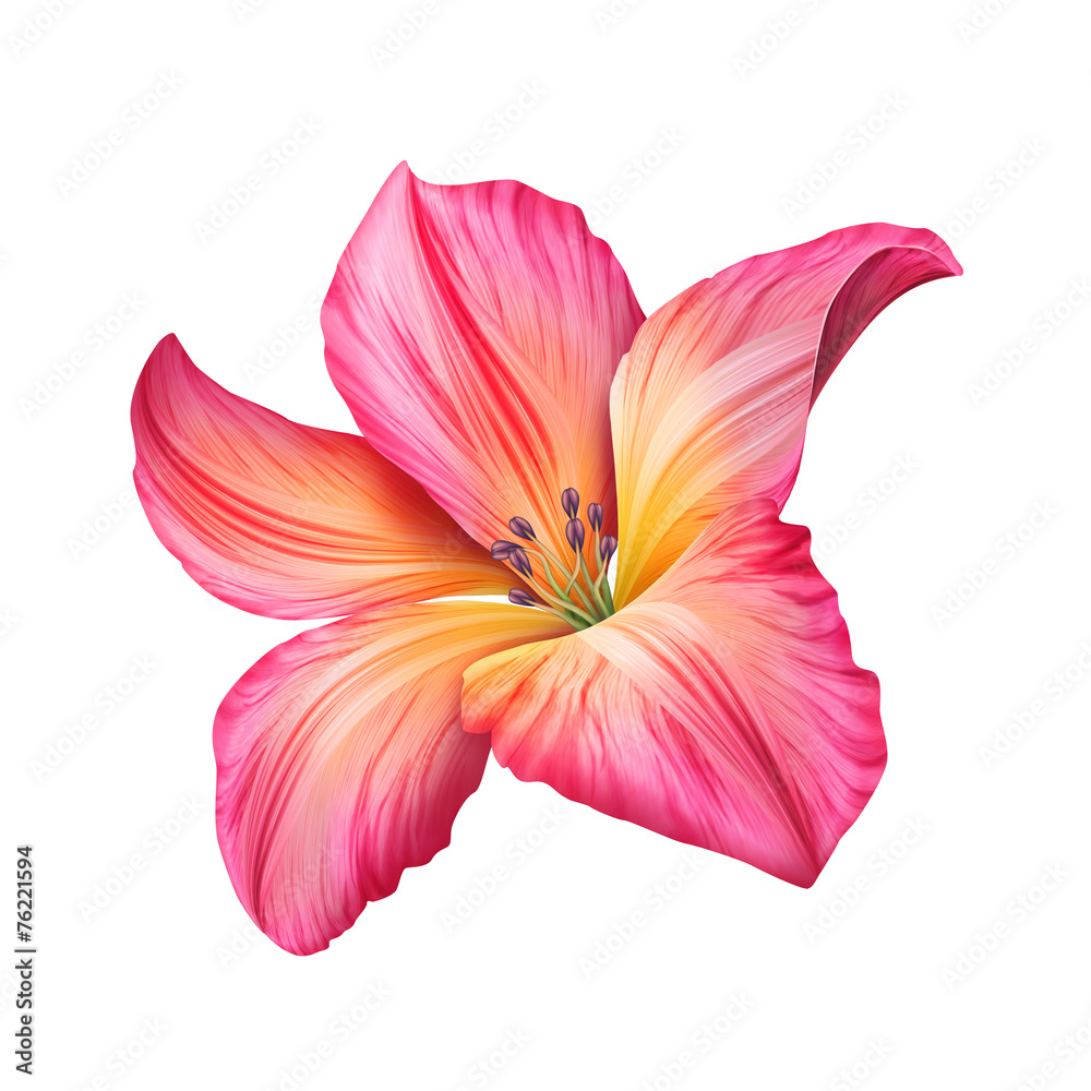 abstract pink flower illustration isolated on white