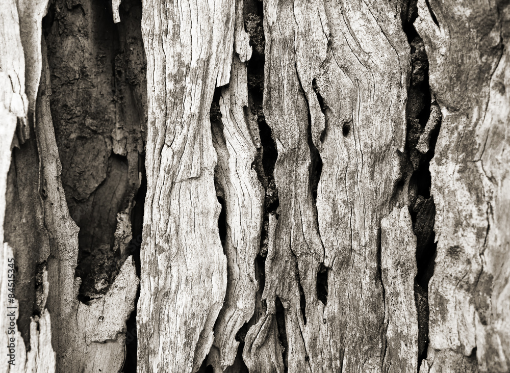 Bark texture of olive tree