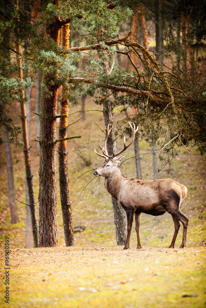 Red deer stag in autumn fall forest