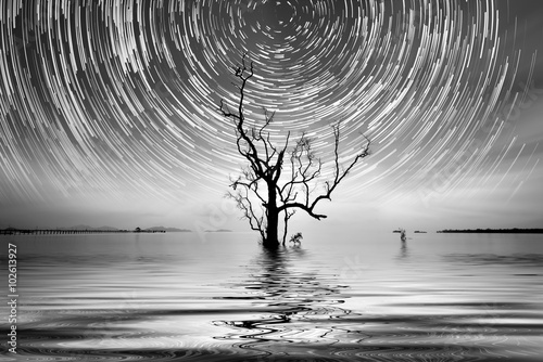 Alone tree and star trail Photography for your interior.