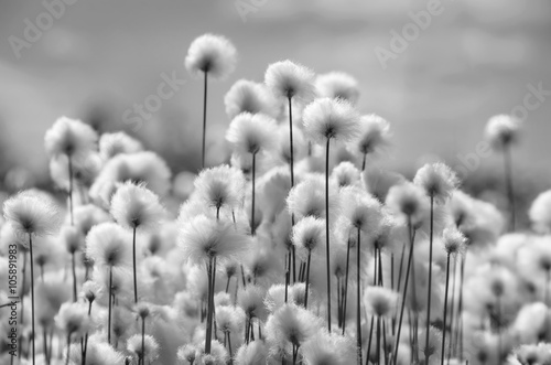 Spring landscape with blooming cotton grass in black and white