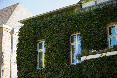 Grüne Hausfassade in Deutschland // mit Efeu versehen