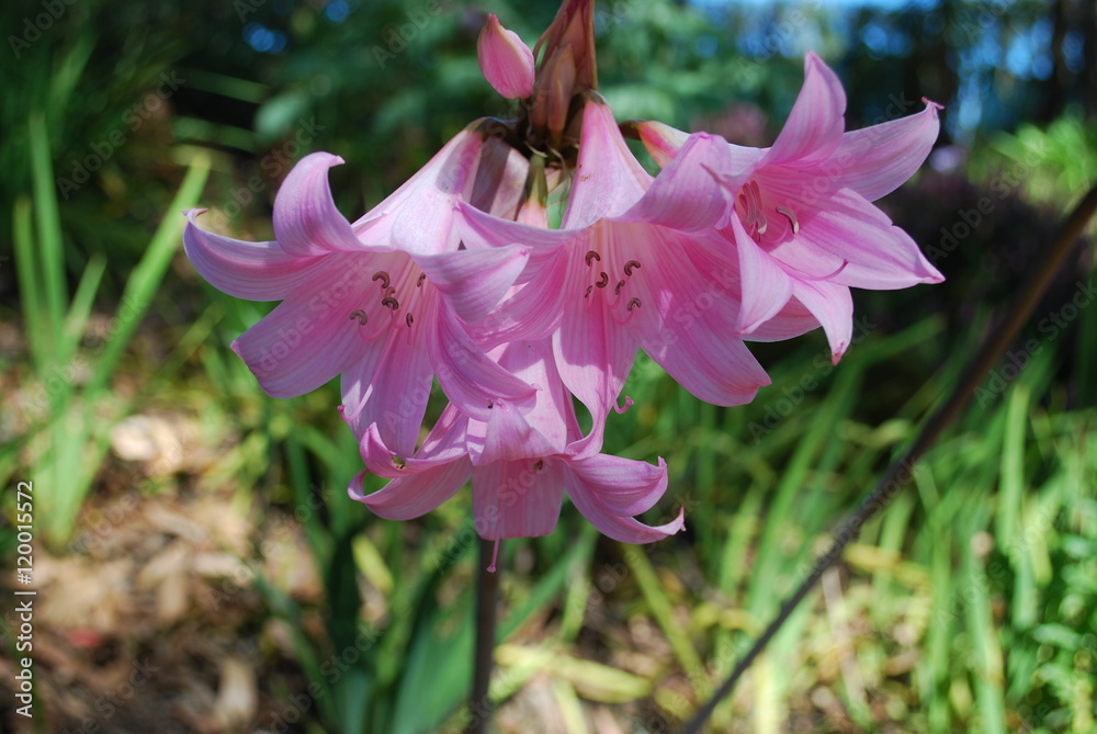Amaryllis Belladonna Known As Belladonna Lily Pink Jersey Lily Naked Lady Lily March Lily