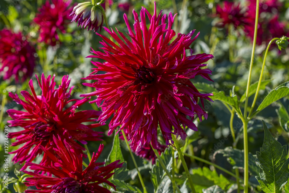 Farbenprächtige Dahlien Stock Foto Adobe Stock