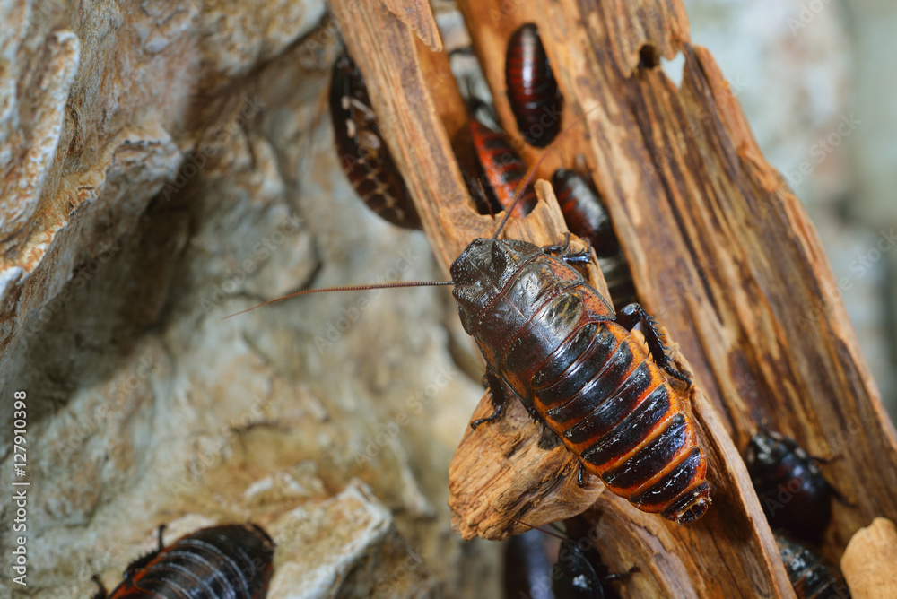 Black Giant Madagascar Hissing Cockroach Group In Natural Environment