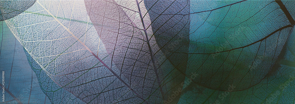 tile, transparent leaves