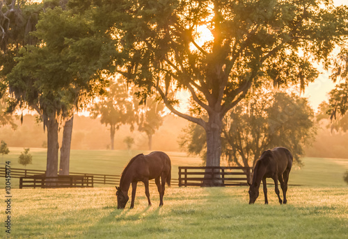 Thoroughbred yearlings in pasture at sunset