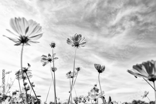 Black and white fine art of the cosmos flower