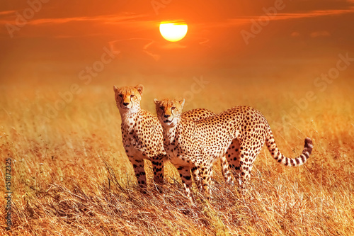 Two cheetahs in the Serengeti National Park. Synchronous position .