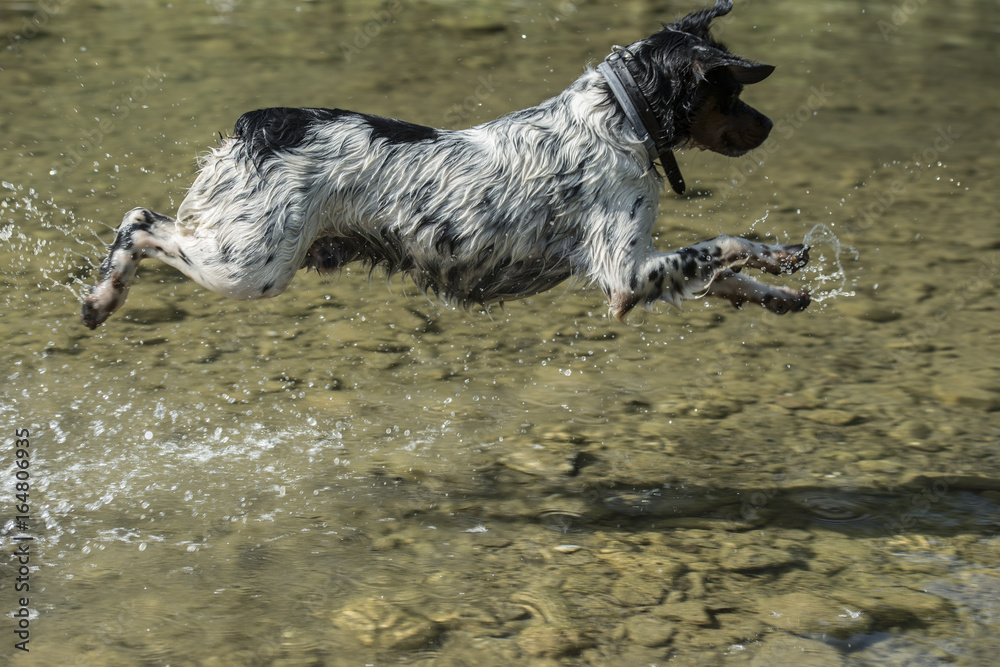 Cane Epagneul Breton Che Salta Nel Fiume Sospeso A Mezz Aria Stock