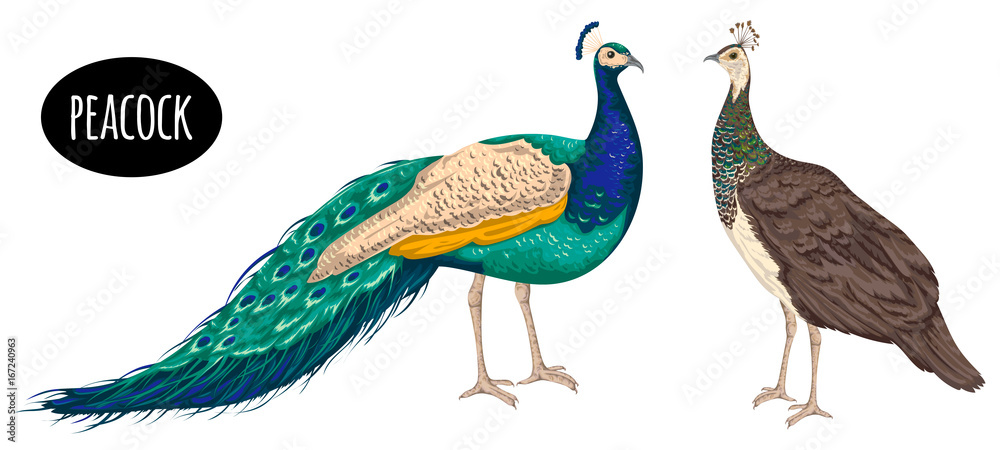 Male And Female Peacocks