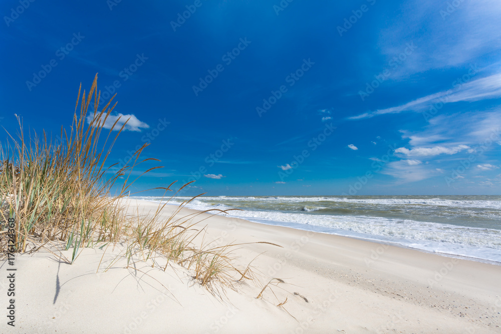Beautiful daylight seascape with green plants and clear sand