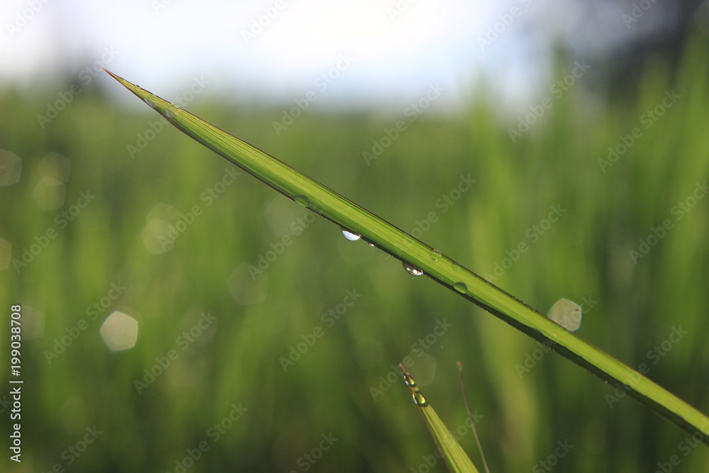 Close Up Of Dew At Rice Field At Curug Cilember Salak Mountain West