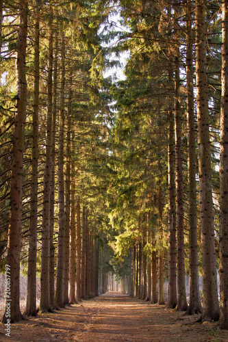 green corridor of pine trees in the Park in the spring