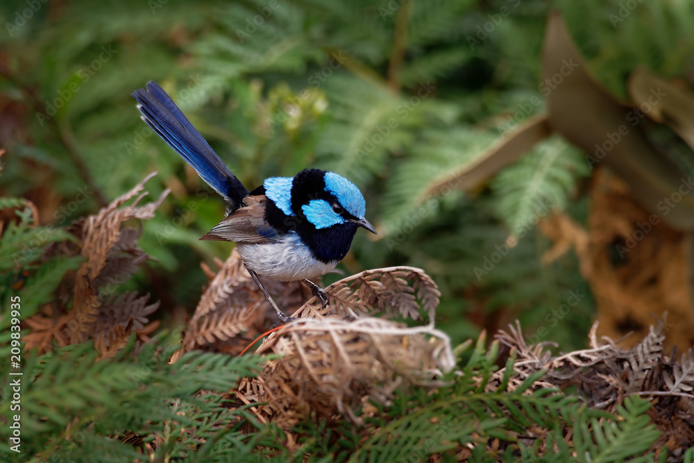 Superb Fairywren Malurus Cyaneus Passerine Bird In The Australasian