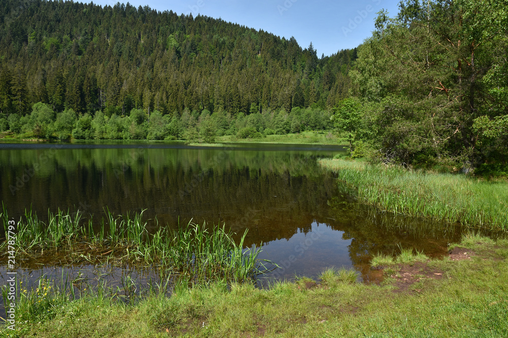 Sankenbachsee Beim Baiersbronner Sankenbachsteig Im Schwarzwald