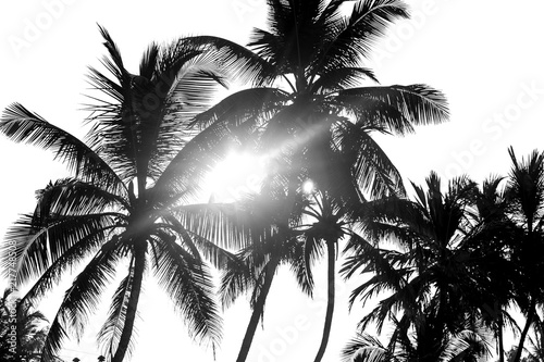 Palm trees black and white isolate