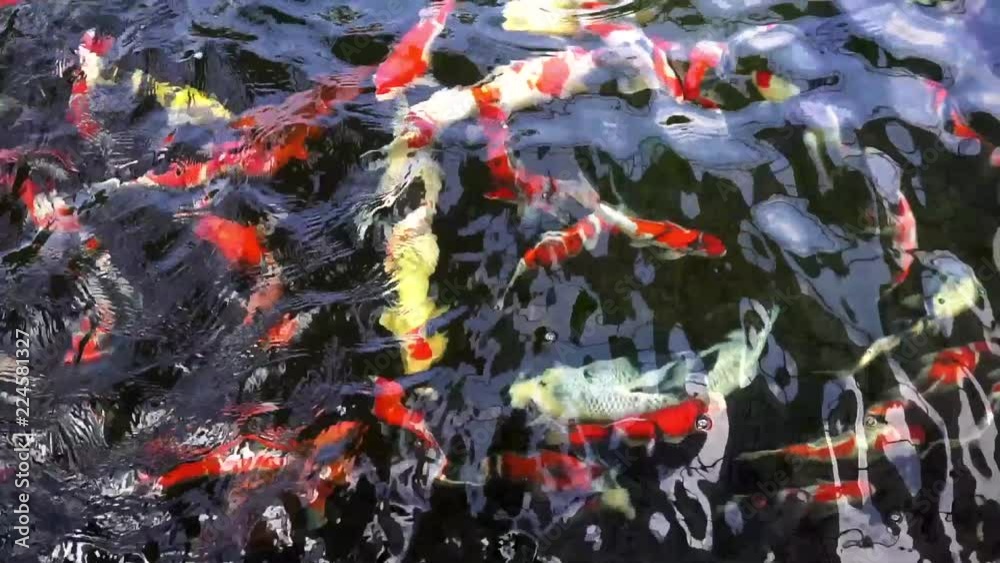 Slow Motion Koi Carp Top View Group Of Japanese Fish Underwater Feeding