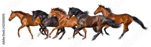 Herd of horses run gallop isolated on white