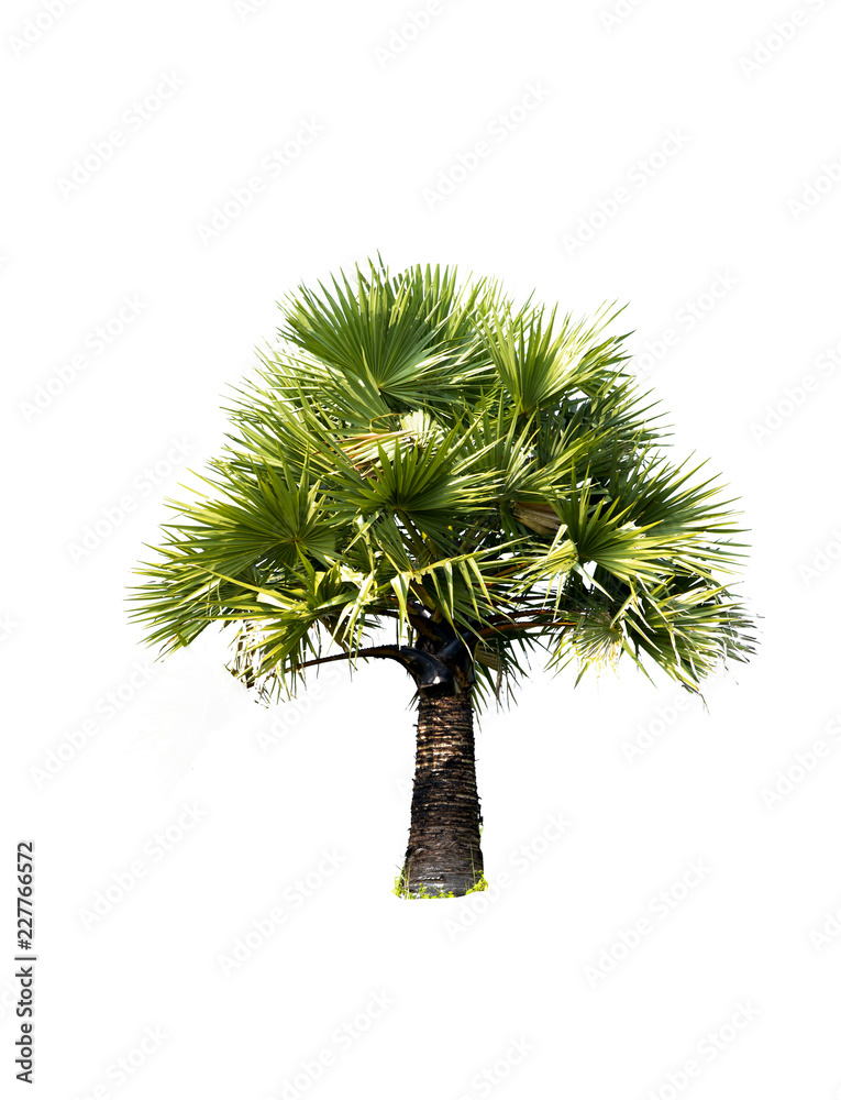 Palm Tree Isolated On White Background Stock Photo Adobe Stock