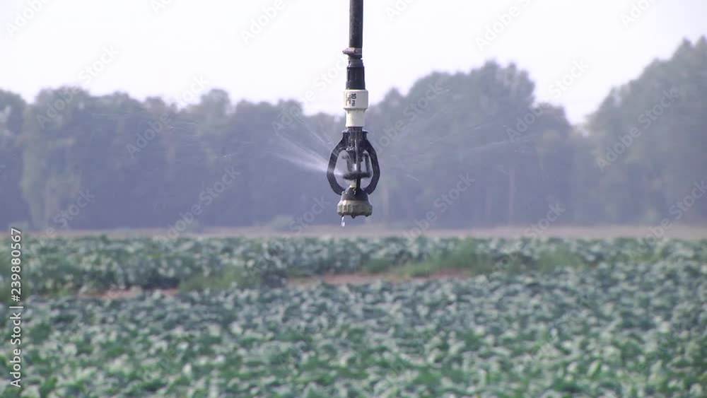 Vidéo Stock Rural agriculture field with cabbage culture and modern