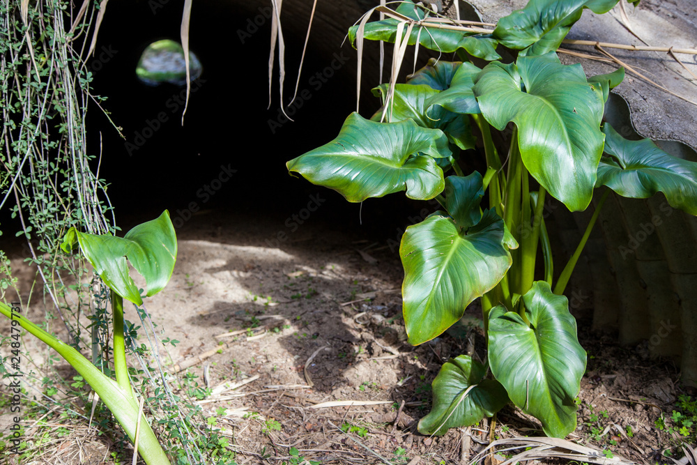 Plantas Enormes A La Salida De Un Vertedero Stock Photo Adobe Stock