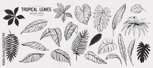 Tropical leaves. Set of hand drawn illustration. Vector. Isolated