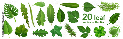 Green leaf collection including 20 type of different leaf design, tropical, flower and fruit leaves. Vector illustration, isolated on white, for nature, eco and summer design