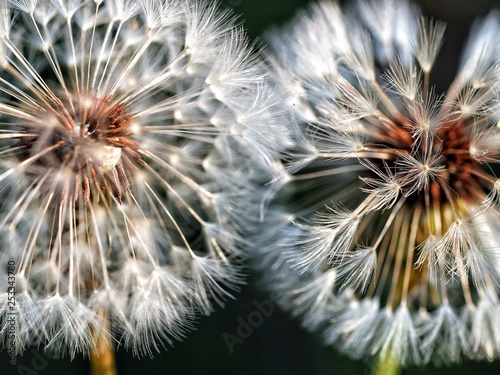 Two dandelions touching each other