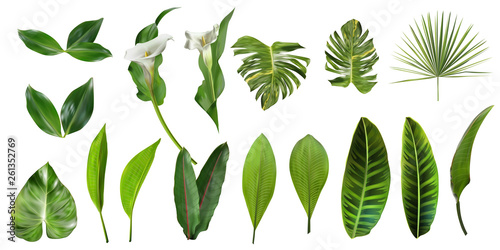 Tropical leaves collection. Vector isolated elements on the white background. Exotic botanical design for cosmetics, spa, perfume, health care products, aroma, wedding invitation.