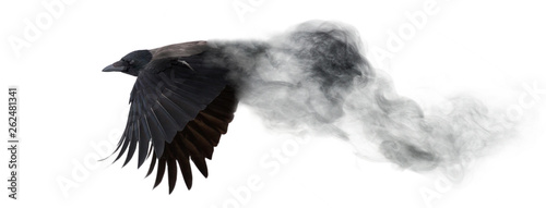 dark crow flying from smoke isolated on white