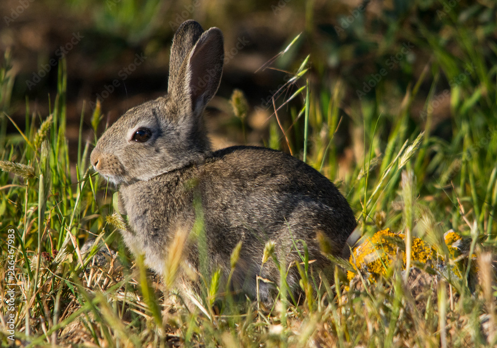 Coniglio Selvatico Europeo Oryctolagus Cuniculus Linnaeus 1758 Stock