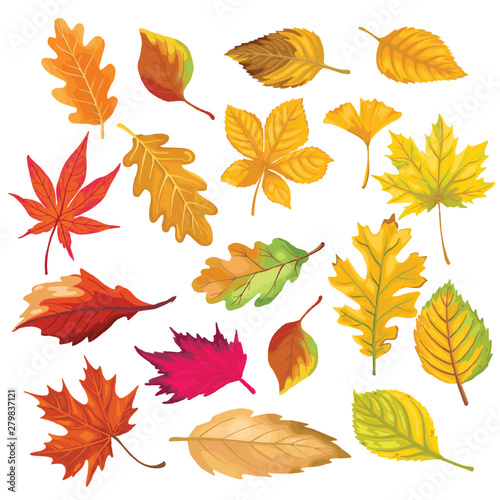 autumn color leaves isolate on white background. vector illustration