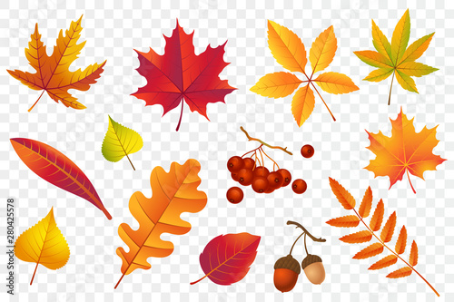 Autumn falling leaves isolated on transparent background. Yellow foliage collection. Rowan,oak, maple, birch and acorns. Colorful autumn leaf set. Vector illustration.