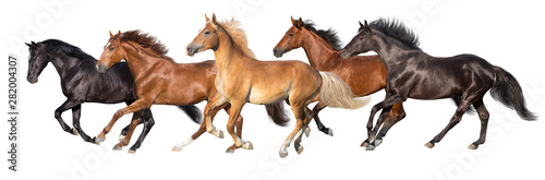 Herd of horses run gallop isolated on white