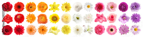 Set of different beautiful flowers on white background. Banner design