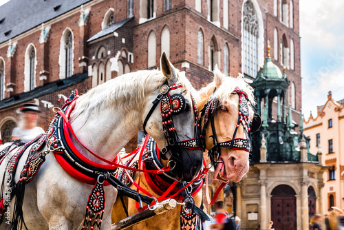 View of the beautiful horses in the town center.Horse-drawn cart on the main square of the historic city.Carriage for tourists on the background of a historic church.Cracow, Poland.