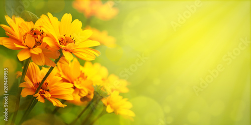 Yellow flowers with the option of tinting. Flower panorama for spring and summer. Heliopsis flowers in soft light on a blurred background for design and decoration.