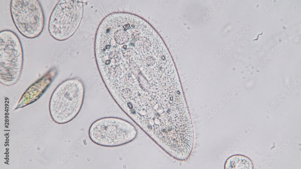 Microscope Paramecium Labelled Diagram Paramecium Caudatum Stockfotos