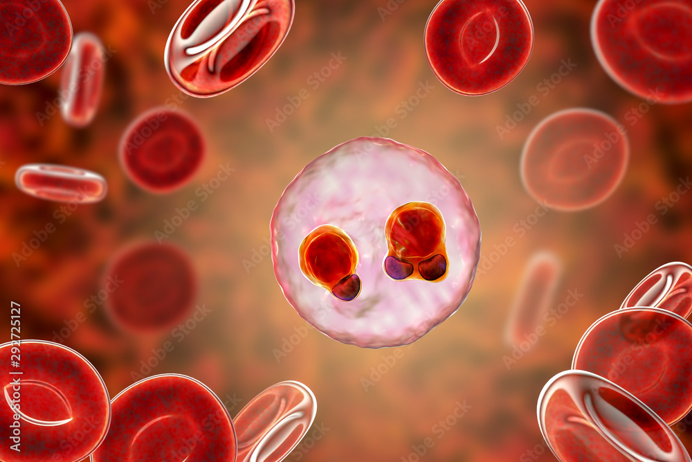 The Malaria Infected Red Blood Cells D Illustration Showing Ring Form