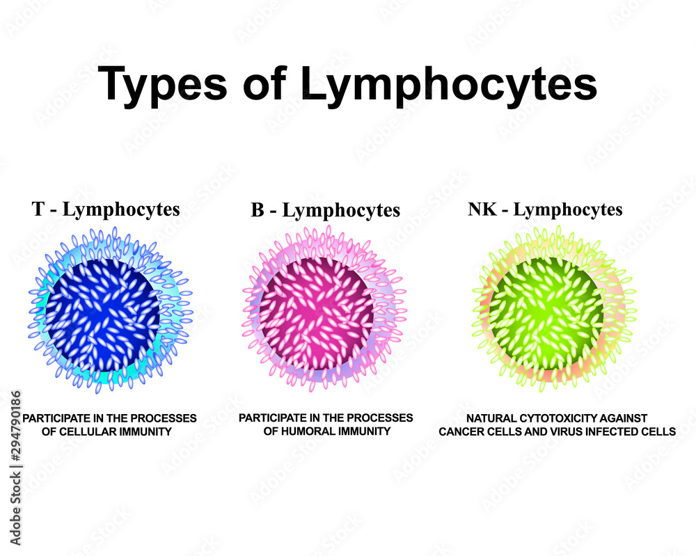 Types Of Lymphocytes T Lymphocytes B Lymphocytes NK Lymphocytes Structure The Function Of
