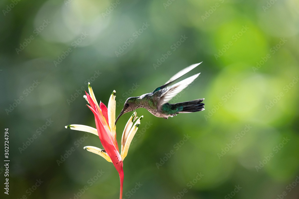 The Hummingbird Is Hovering And Drinking The Nectar From The Beautiful