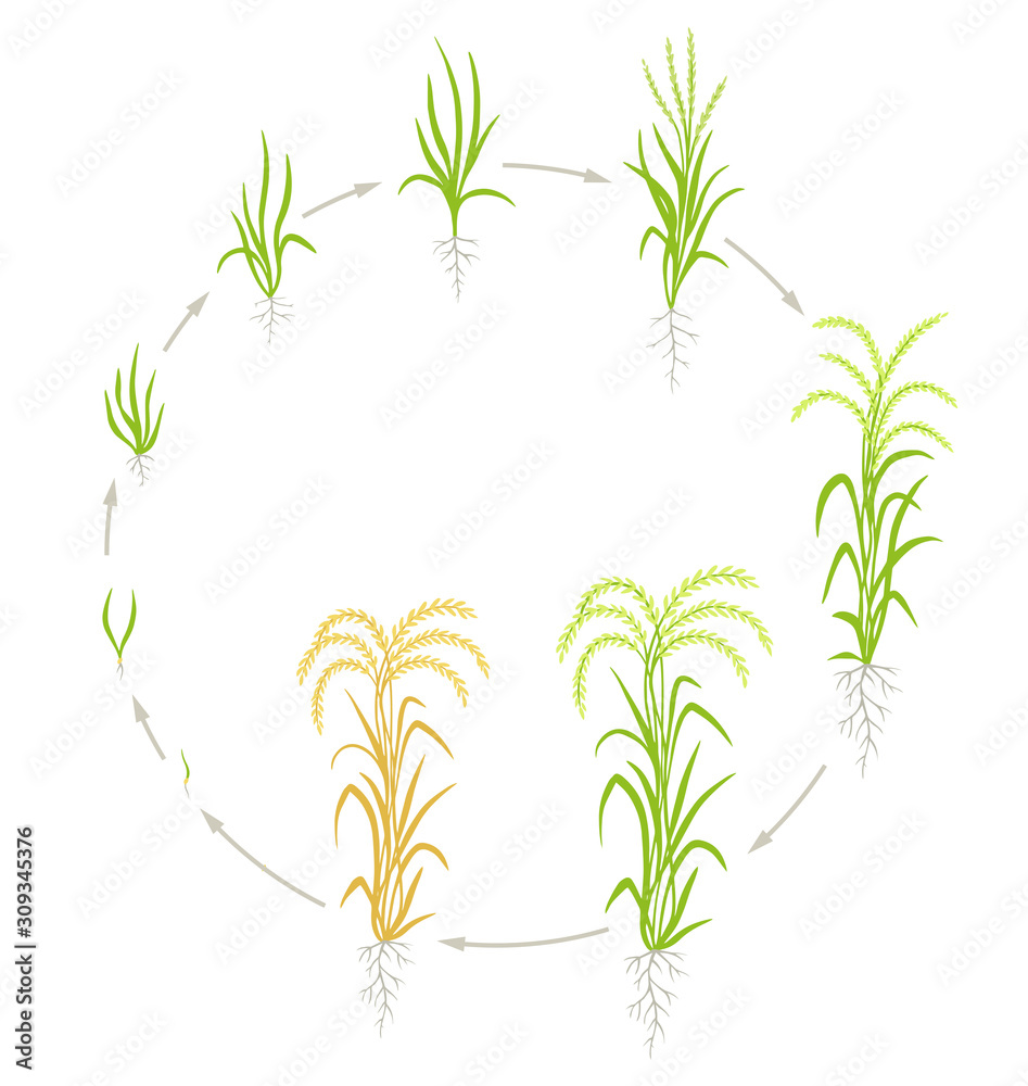 Circular Life Cycle Of Growth Stages Of Rice Rice Increase Vector Oryza